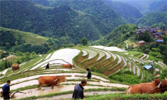 红山玉雕图片_红山玉雕_红山玉雕鱼图片